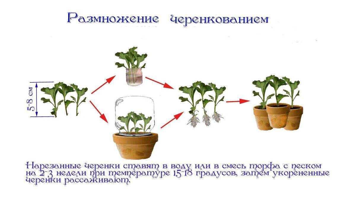 Как вырастить землянику из семян?