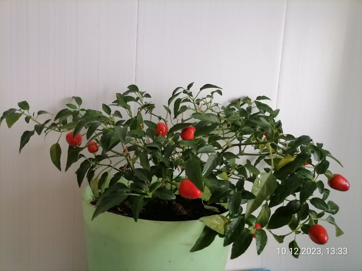 Острый перец Мексиканец плодоносит в домашних условиях