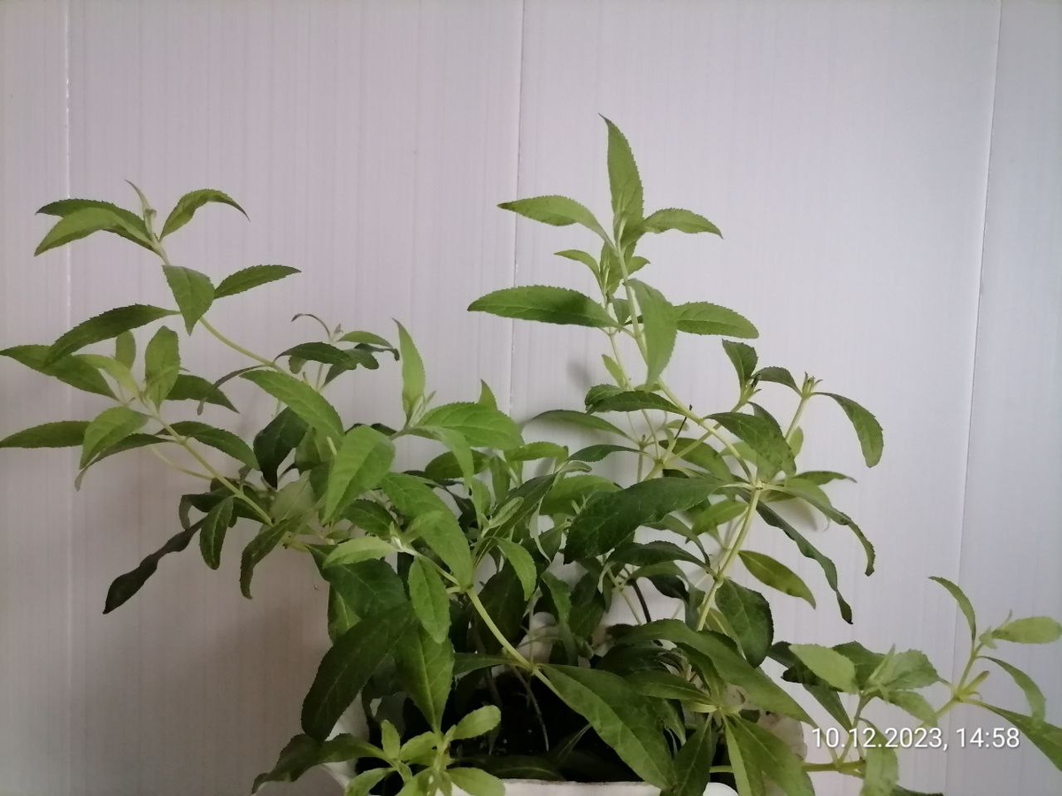 В одном горшке 4 укоренившихся черенка буддлеи