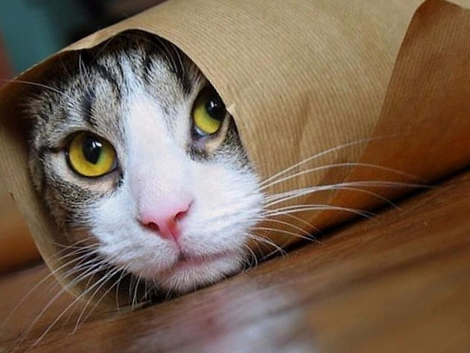 Сам ты колбаса, хозяин! А я купат!