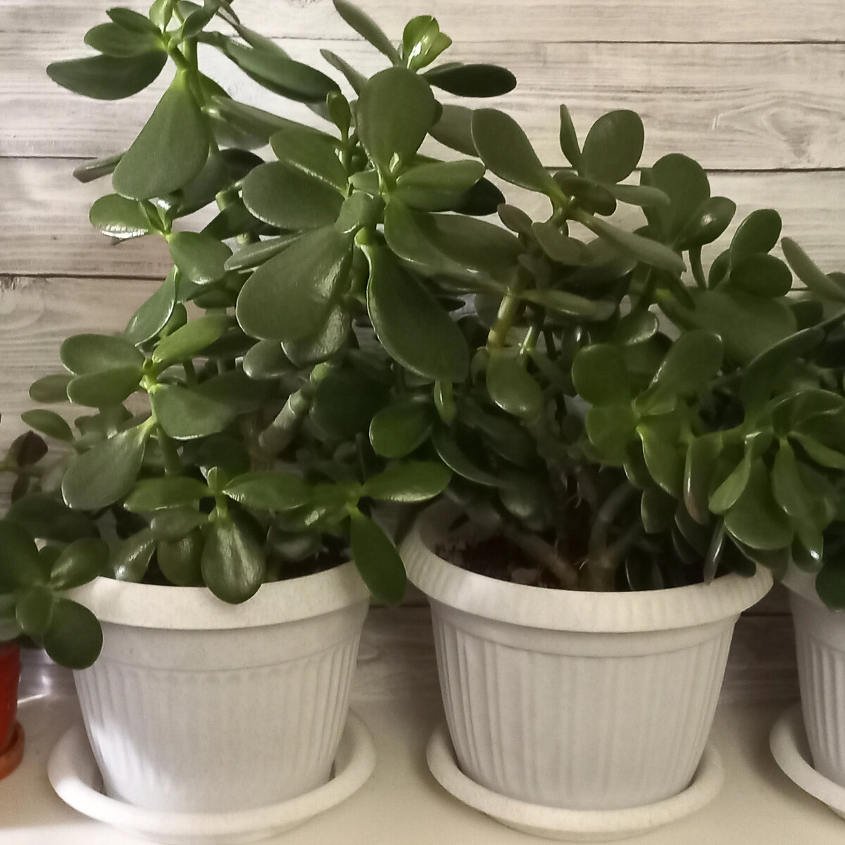 Моя красавица исполняет желания. Фото автора