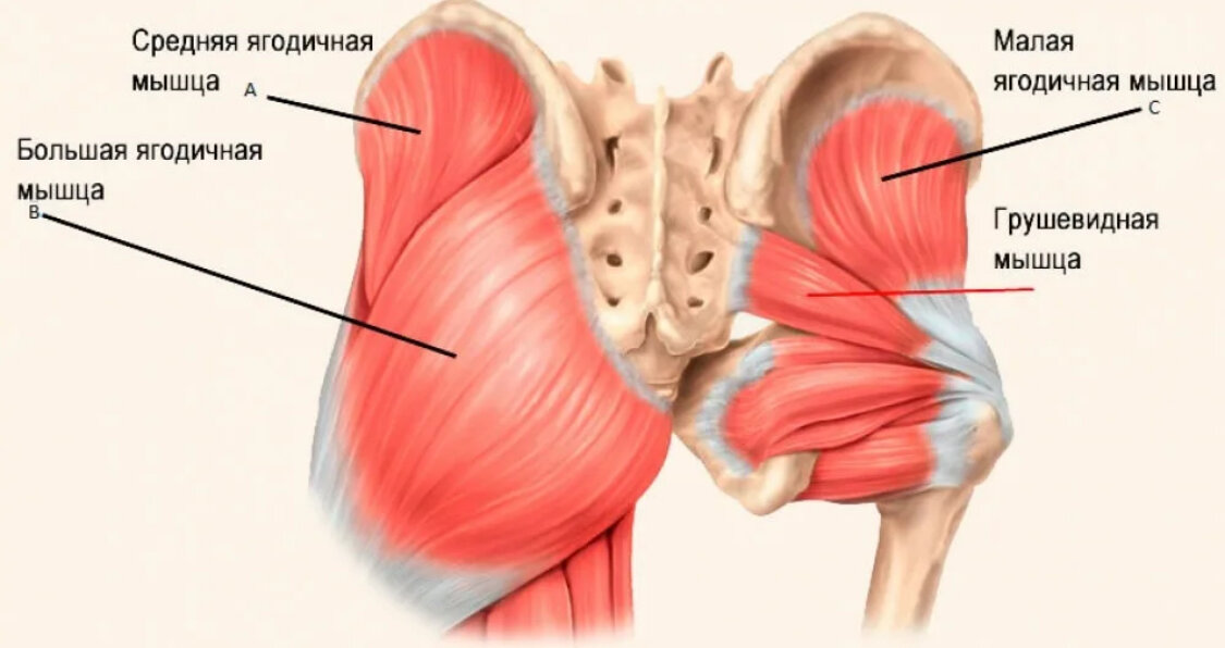 Gluteus Maximus мышца