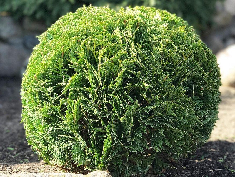 Туя западная "Глобоза"