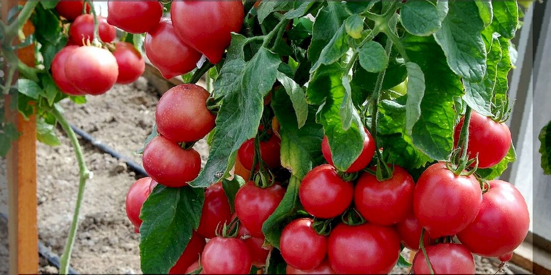 20 томатов, которые не будут попусту занимать место на грядках: список сортов-гибридов томатов, в котором огородник найдет достойный вариант
