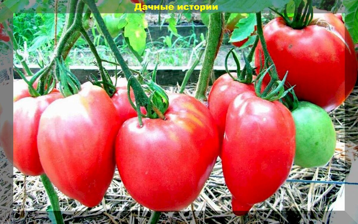 https://vk.com/photo-159774511_457262845.  Томат "Бычье сердце"