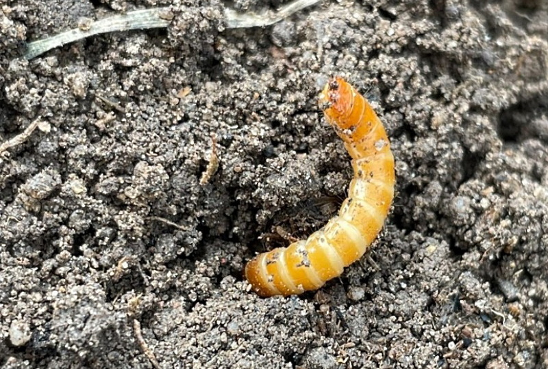 На моем картофеле больше нет проволочника. Жаль, что я раньше об этом не знала.