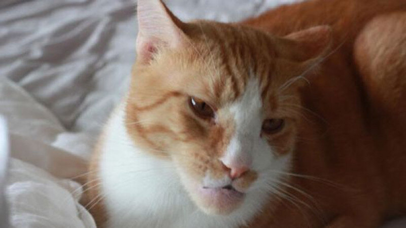     Коты, которые играли с пчёлами. wowfacts.cc