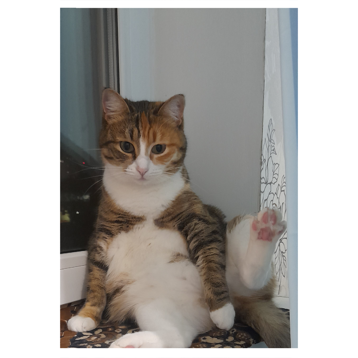 Кошка Дуняша - победитель в номинации: Кот занят! Подойдите позже!