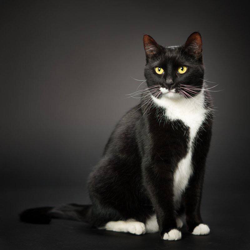 Черно белый кот окрас. Европейская короткошерстная кошка черно-белая. Черный биколор европейская короткошерстная. Такседо кот порода. Tuxedo порода кошек.