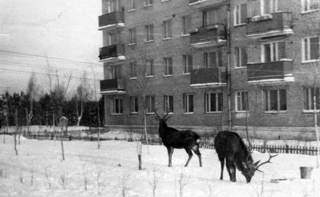 Здравствуйте, дорогие товарищи! Мне всегда нравилось рассматривать старые фотографии, потому что на них запечатлены люди и события прошлого...-11