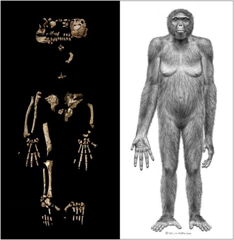 Человекообразные предки человека. Арди (ардипитек). Ардипитек скелет. Скелет Люси австралопитек. Скелет Ardipithecus ramidus (Арди).