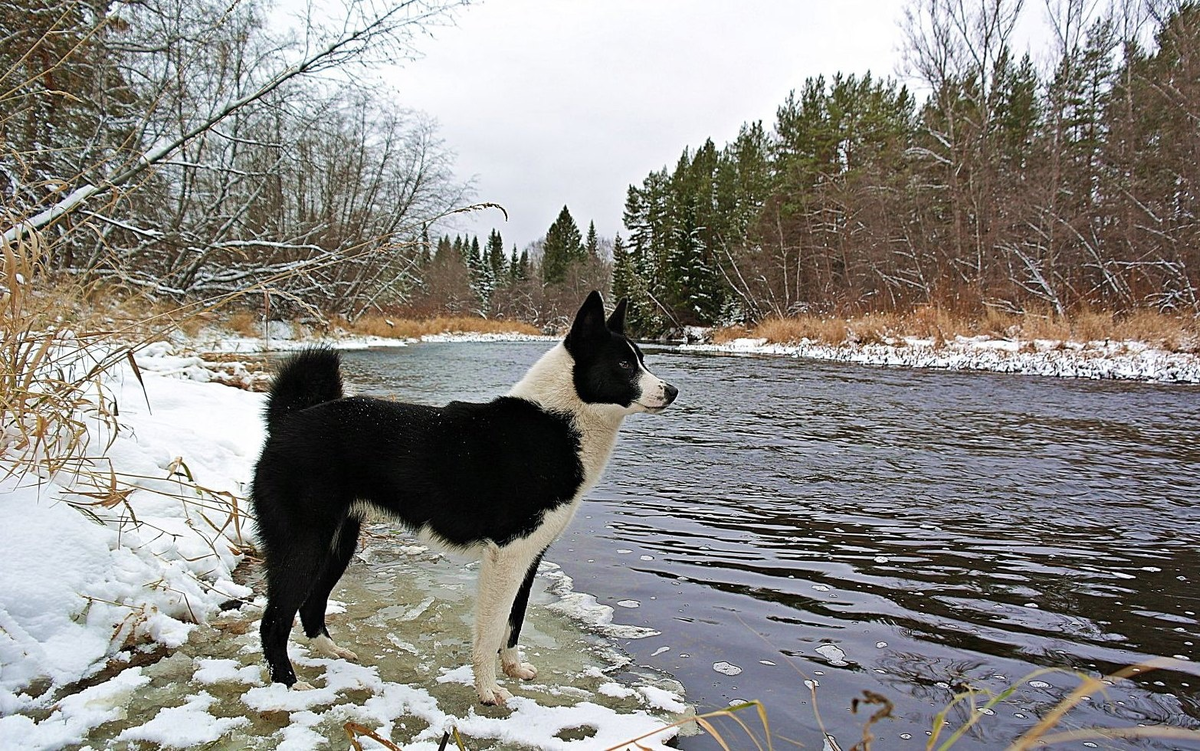 Лучший пейзаж для этой собаки! 