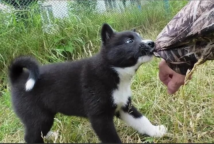 Белоснежная мини лайка в дар