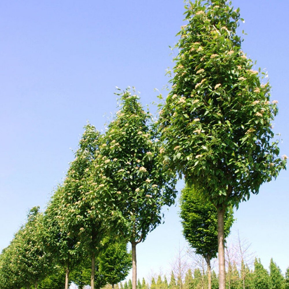 Рябина тюрингская "Фастигиата"