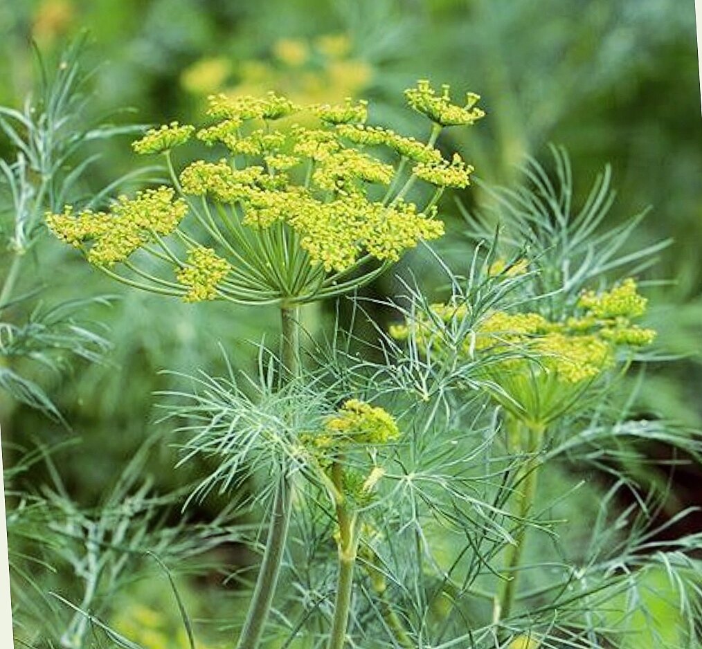 Укроп 7. Anethum graveolens. Анетум graveolens. Укроп. Зонтик укропа фото.