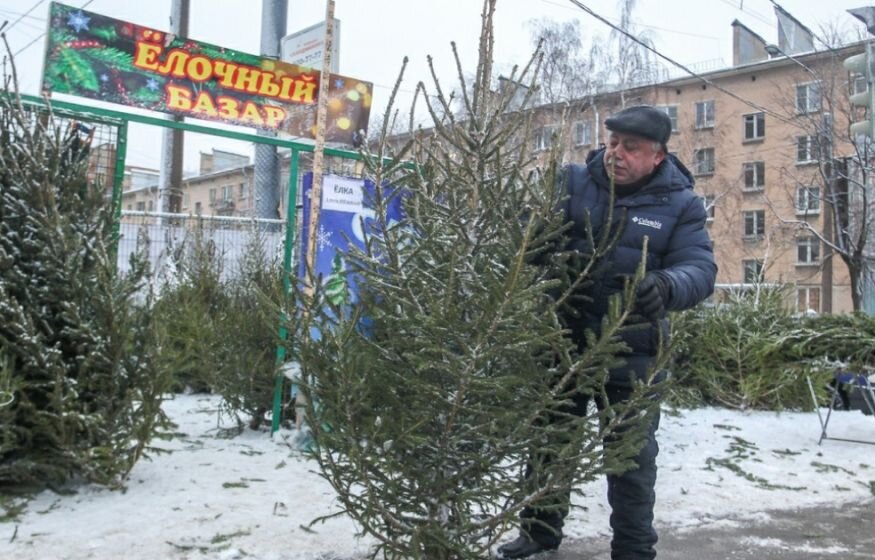    В России подорожают новогодние елки