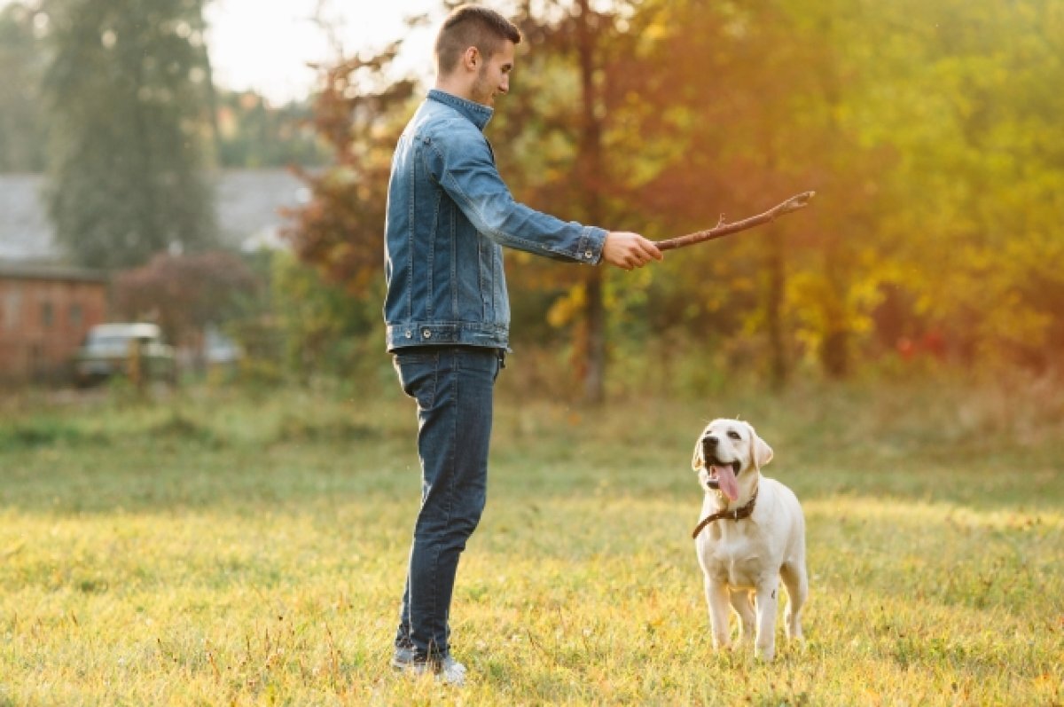    В Ивановской области ужесточили требования по содержанию домашних животных