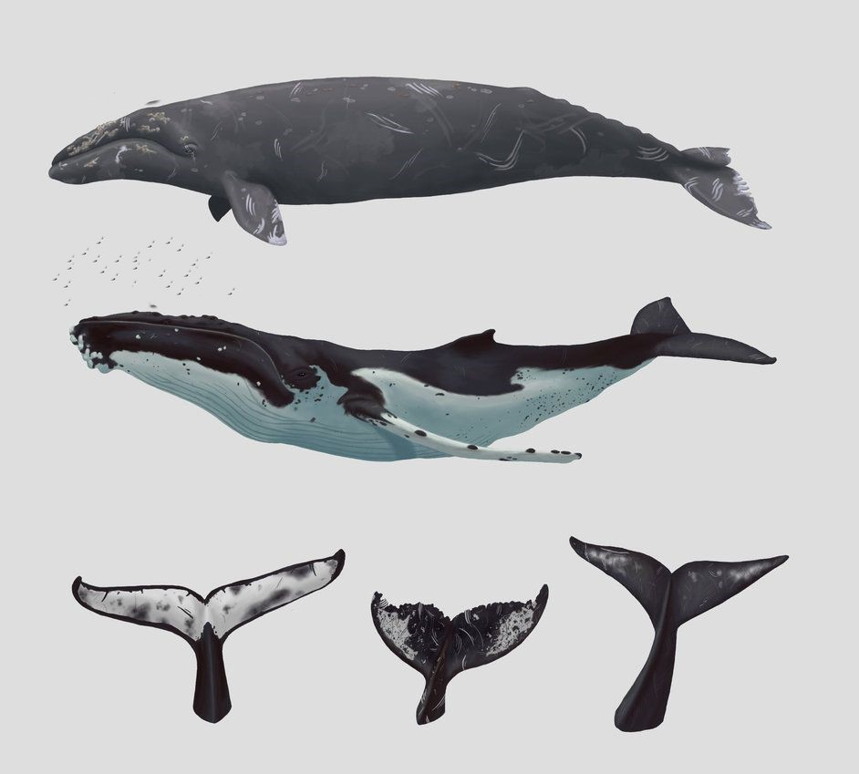 Гренландский кит скелет. Гренландский кит, Кашалот , кит-Горбач, синий кит. Синий кит и кит Горбач отличие. Горбатый кит строение. Ласты китообразных