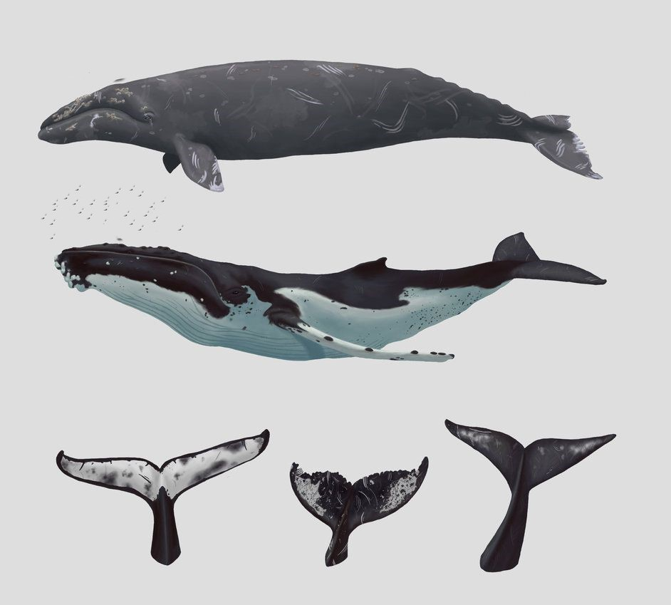 Whale перевод животное