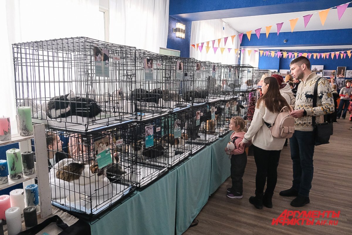    Котофест проходит в пространстве Часовой завод.