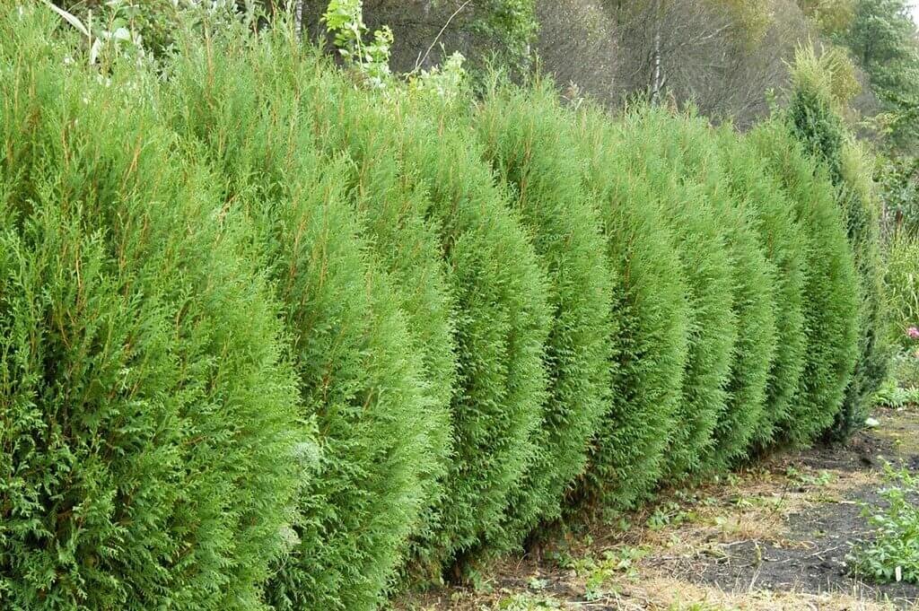 Туя западная "Вагнери" 