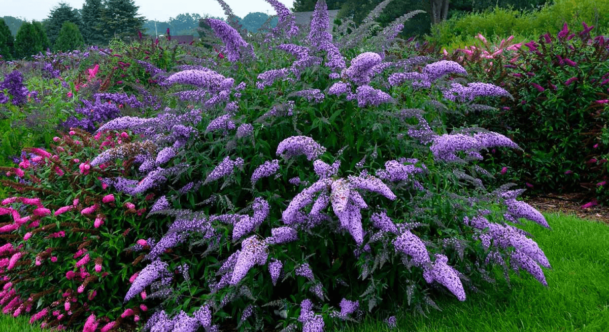 Буддлея Давида