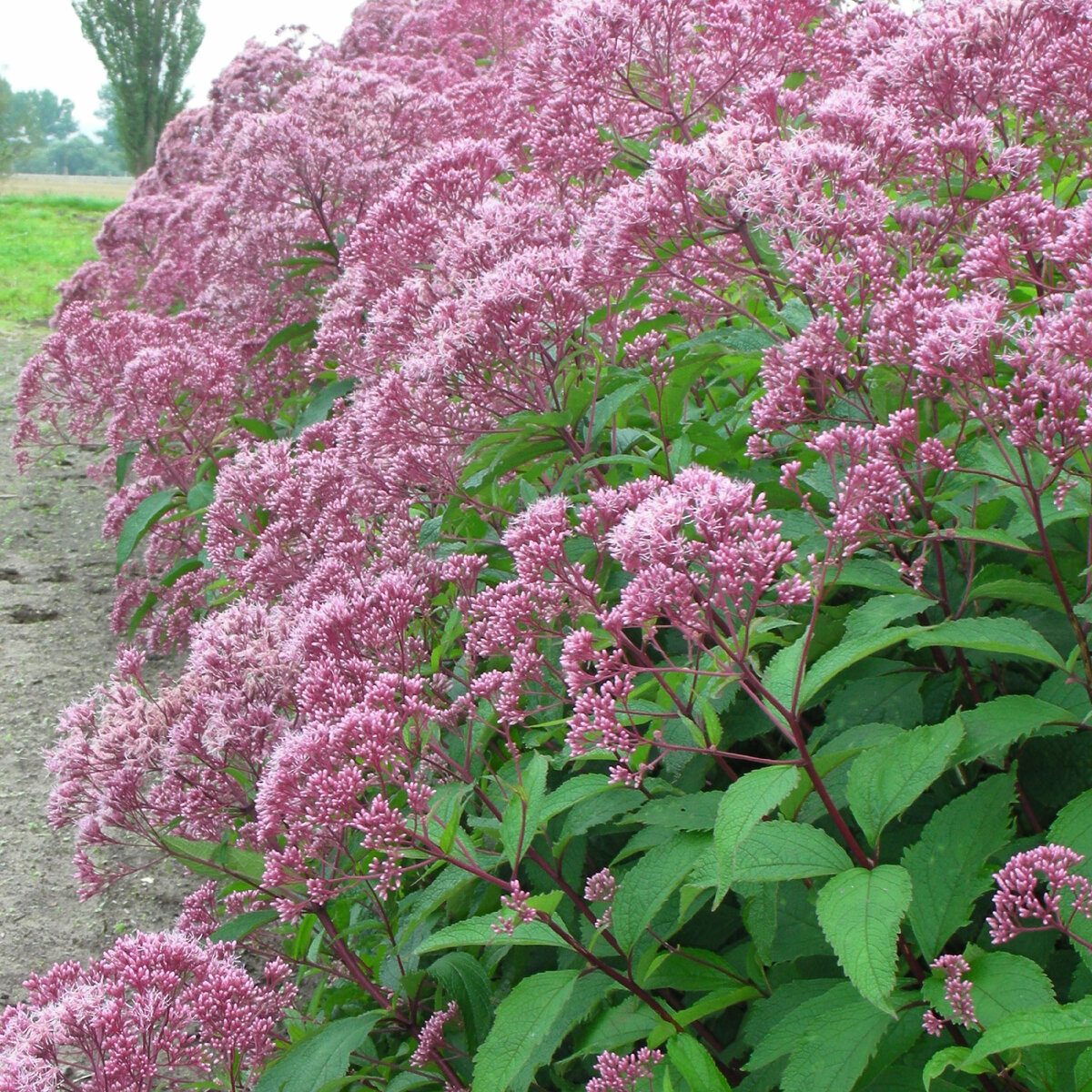 Посконник пятнистый "Атропурпуреа"