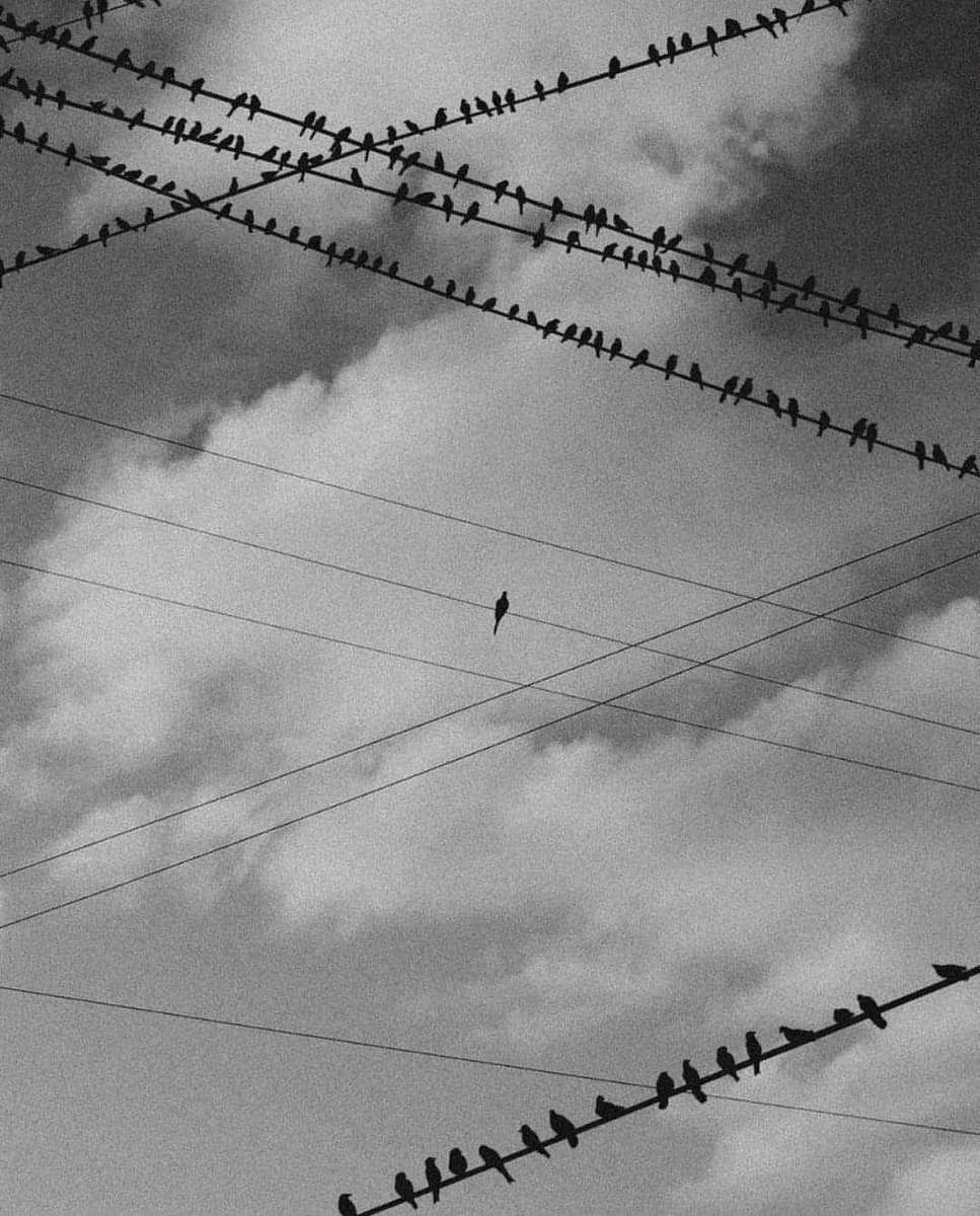 Не приближайся, обладатель воспалённых ноздрей и гнусавого голоса!  Фото из Интернета 