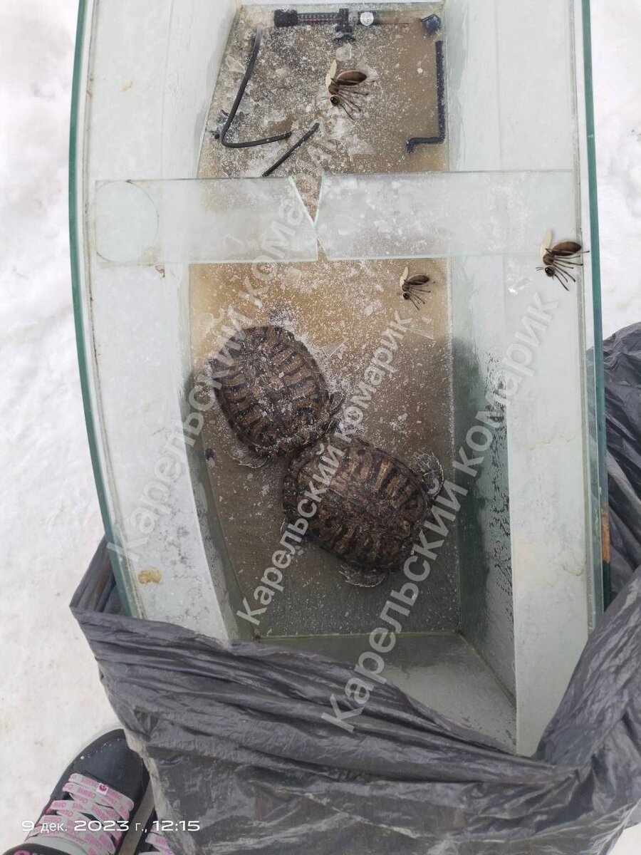    Жители Петрозаводска в мороз выбросили двух черепах на смерть 18+pxhere.com