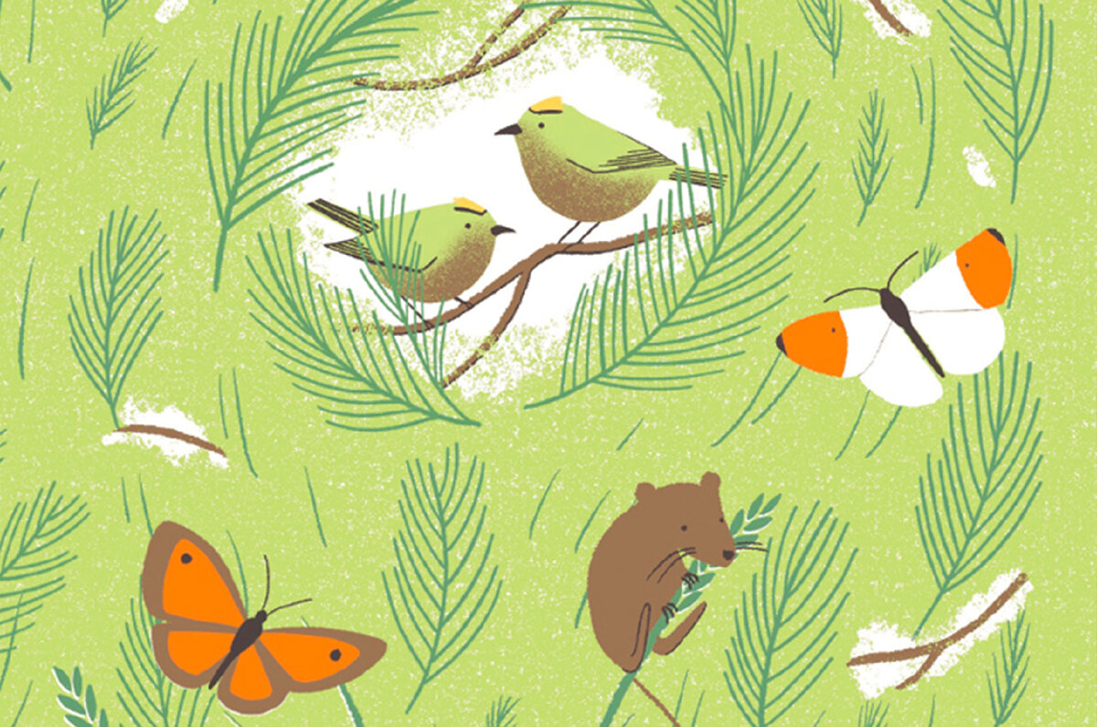 Иллюстрация из книги 'Plantiing for wildlife' Джейн Мур. Автор: Holly Astle. 
