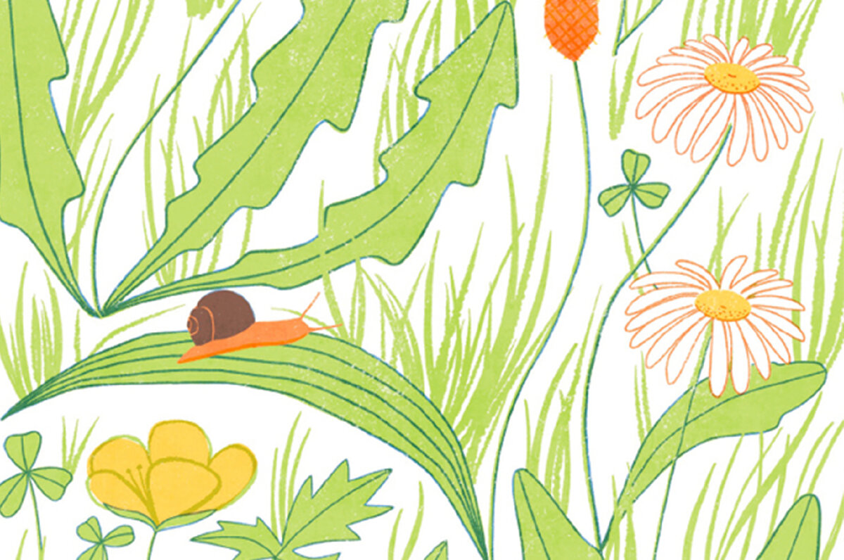 Иллюстрация из книги 'Plantiing for wildlife' Джейн Мур. Автор: Holly Astle.