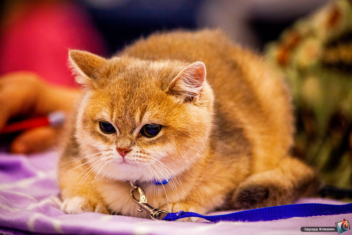 Pin by Laura on Cute animals Pretty cats, Baby animals, Cute cats