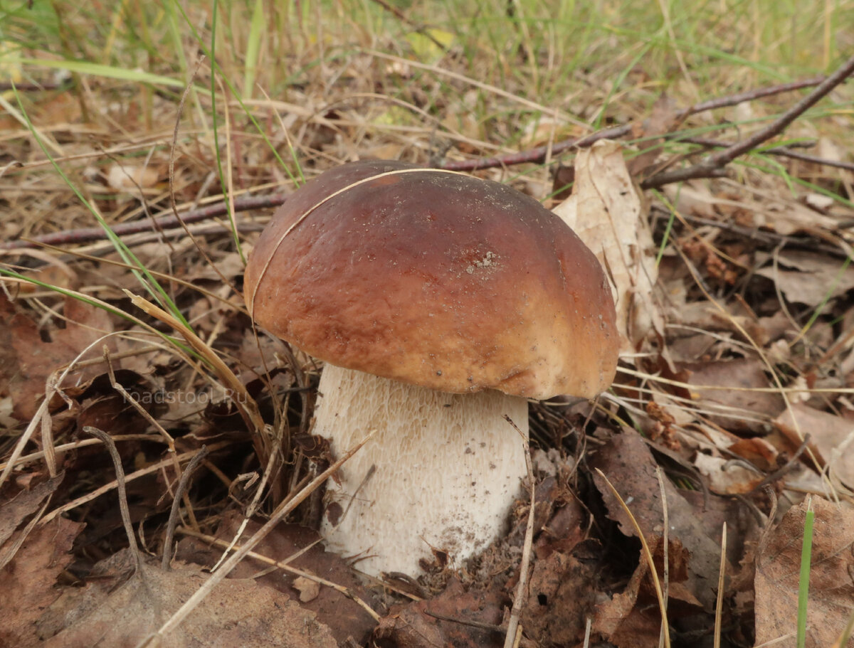 С белыми тоже не очень получилось, но по другой причине: ленился сушить, почти всё раздавал (фото И.Лебединского)