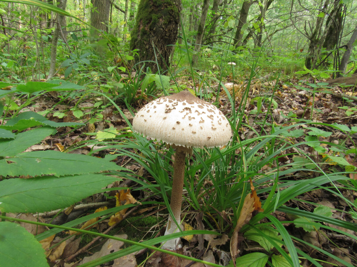 В июле я их не ценил, не берёг... (фото И.Лебединского)