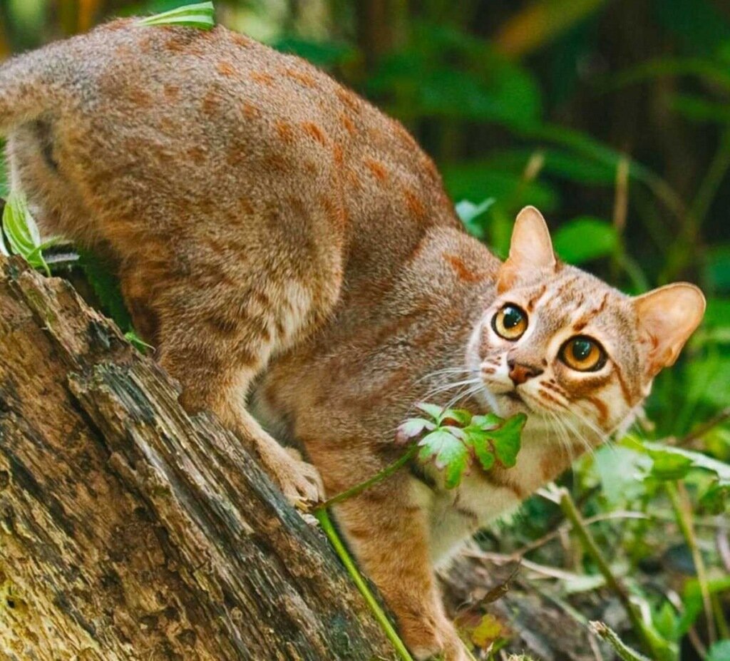 ­­­­­­­Современное зоологическое семейство Кошачьи (Felidae) насчитывает 41 вид и подразделяется на два подсемейства: малые кошки, большие кошки. Выделяемое ранее подсемейство гепардов по новейшим генетическим исследованиям относится к малым кошкам. Все кошки умеют мурлыкать, а большие ещё умеют громко и грозно рычать. Малые кошки не умеют рычать в основном из-за морфологии подъязычной кости. Из-за строения подъязычной кости к большим кошкам не относят такие крупные виды, как гепард и пума.

Кошачьи - наиболее специализированное семейство отряда Хищных, представители которого охотятся на живую добычу преимущественно путём подкарауливания и подкрадывания, реже преследования. Хотя именно гепард является чемпионом преследования накоротке. Кошки, в отличии от всеядных медведей, относятся к облигатным или истинным плотоядным. Охотятся преимущественно в сумеречное и ночное время, в темноте кошки хорошо видят и слышат. А вот обоняние у них не так развито.
У кошек 28 - 30 зубов, морда укороченная, поэтому голова выглядит круглой. Язык у них покрыт роговыми сосочками и выполняет роль наждачной бумаги. У всех кошек втяжные когти, за исключением быстро бегающего гепарда, рекордсменом по скорости бега среди всех наземных животных.


Кроме Австралии и, конечно, Антарктиды, дикие кошки распространены по всем континентам. Обитают они от тропических джунглей до северной тайги и снежных высокогорий, от знойных степей и полупустынь до морозных лесотундр.


Размеры представителей семейства: от ржавой кошки (35 см. и 1 кг.) до амурского тигра (3,5 м и 300 кг.) Тигр и ржавая кошка обитают в Азии.

 В Южной Африке обитает черноногая кошка, которая конкурирует с ржавой на звание самой маленькой кошки. Самцы всегда крупнее и мощнее самок. У львов самцы отличаются от самок ещё и развитой гривой.
Лев - царь зверей меньше тигра, его предельный вес 250 кг. Львы живут в небольших группах - прайдах, что отличает их от других кошачьих, ведущих одиночный образ жизни. Самцы, как правило, в воспитании потомства не участвуют.
Одомашнены кошки впервые в Древнем Египте больше 5 тысяч лет назад, и теперь живут вместе с человеком даже в Антарктиде.

Подробнее о семействе Кошачьих читайте у меня в разделе "Дикие кошки".