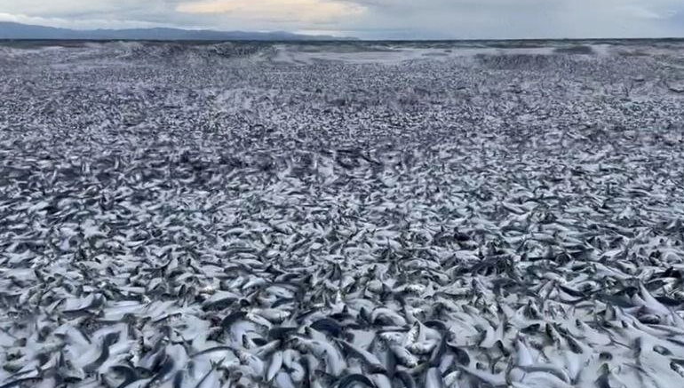 Природная катастрофа в Японии