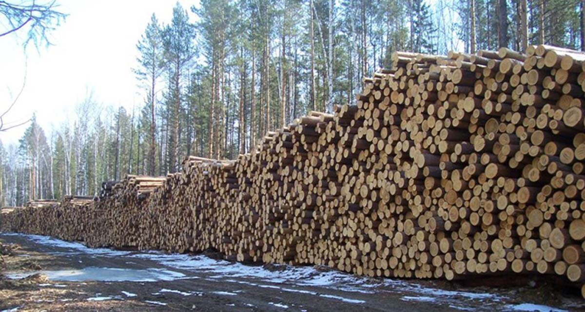 Где можно купить лес. Заготовка сосны. Карельская сосна лесопилки. Лесная промышленность в Костромской области. Лиственница Сибирская древесина.