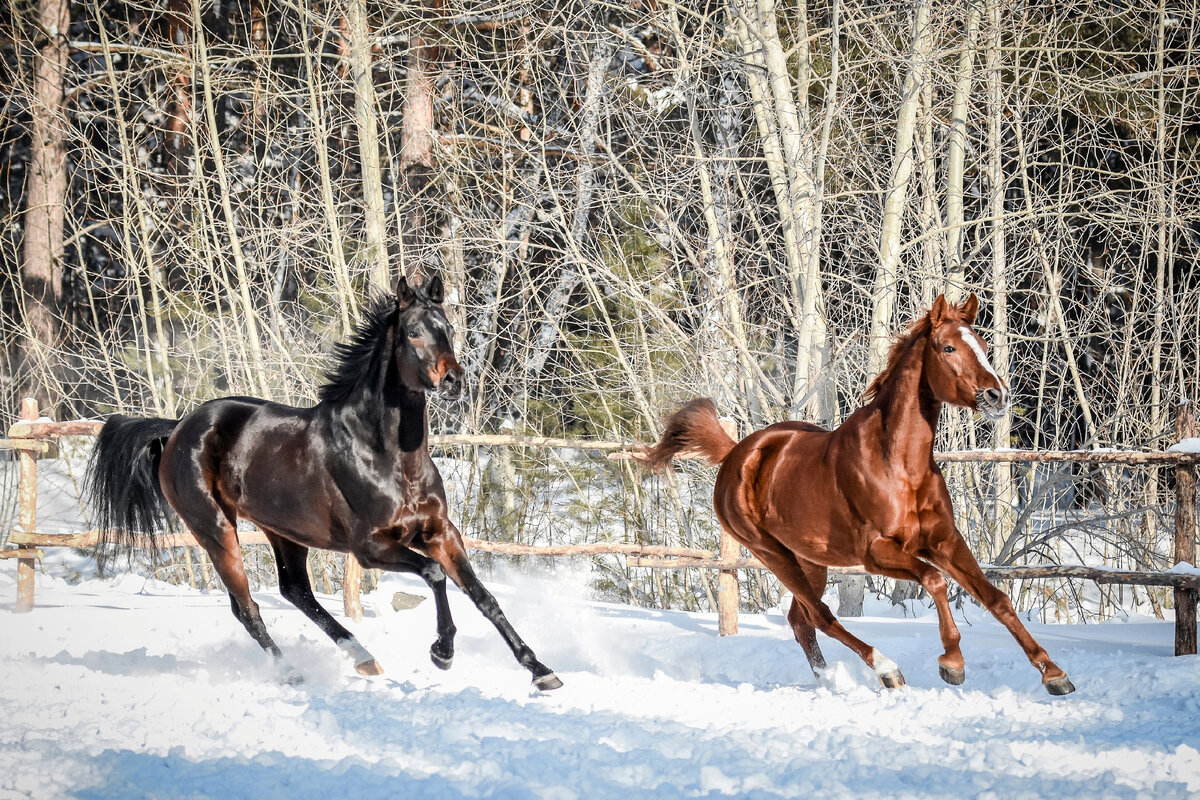 Амелия и Этинсель