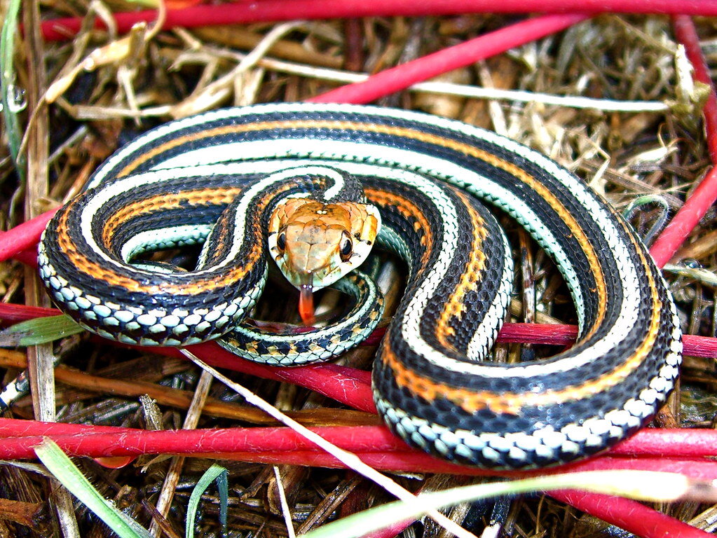 амурские полозы (elaphe schrenckii. полос уж. тигровый полоз приморье. обыкновенная медянка. полосатый полоз (hierophis spinalis).