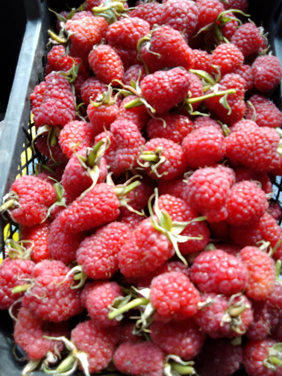 Малина ,сорт Маросейка .