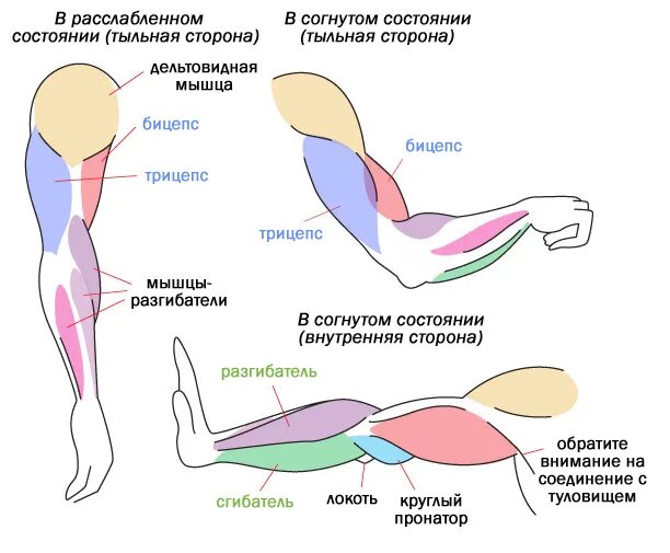 Основные группы мышц, которые входят в состав руки. 
