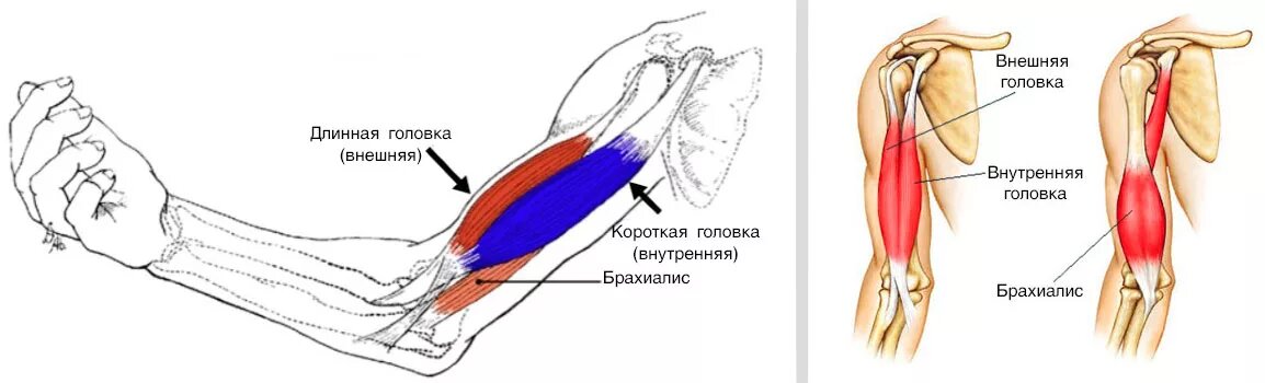 Трёхглавая мышца плеча упражнения