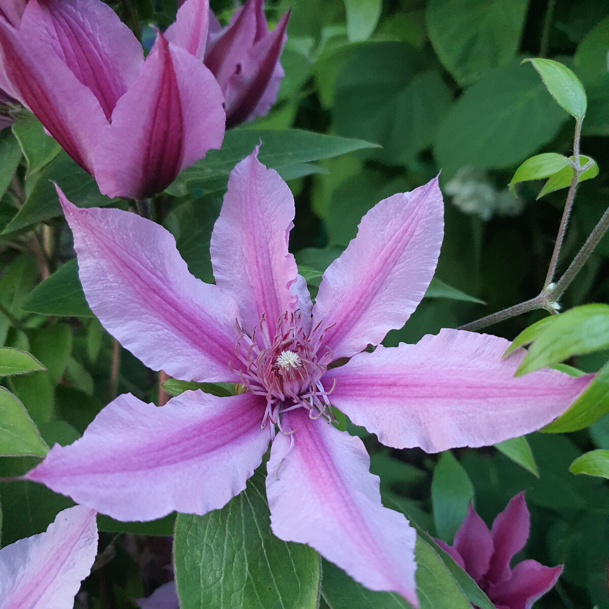 2 группа обрезки. Показывала его еще в предыдущей статье. Зацветает раньше всех, потому что цветет на побегах прошлого года.