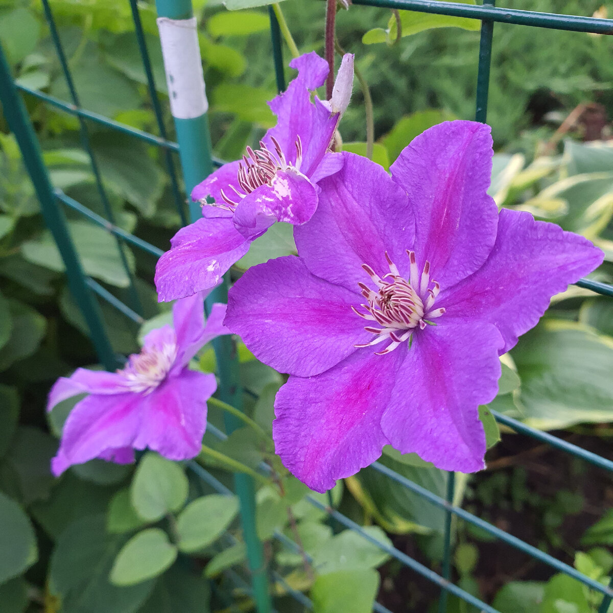 Недавнее приобретение. Растет в тени, поэтому и цветет неохотно. Надо пересаживать.