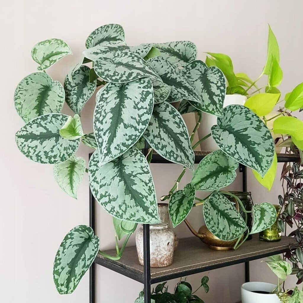 фото из интернета