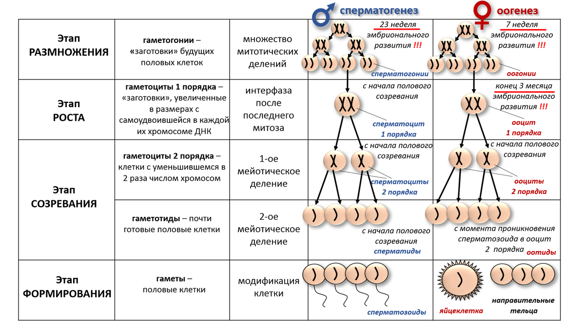 Гаметогенез период роста