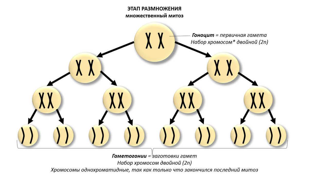 Набор хромосом в гаметах