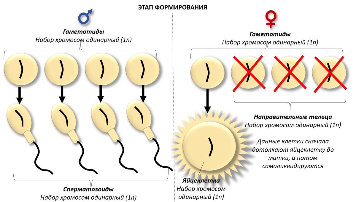 Генетический родитель