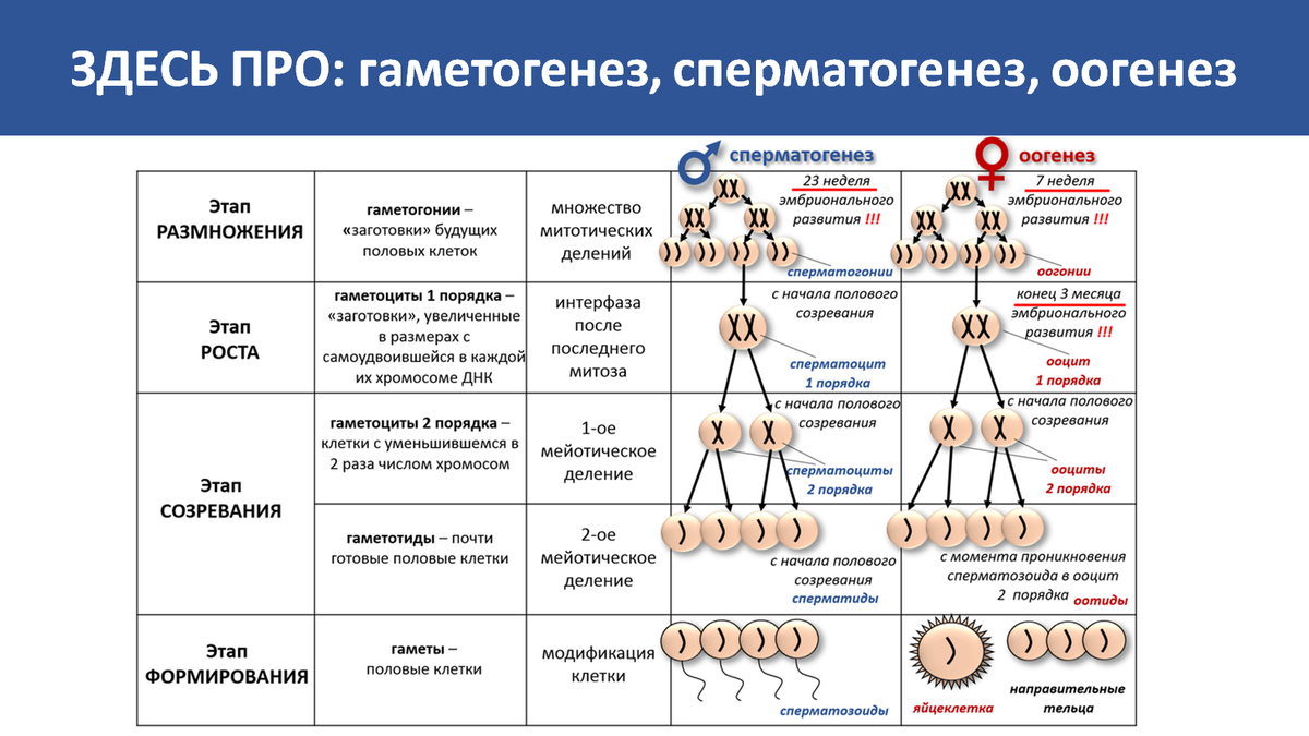 Выбирайте пол ребенка