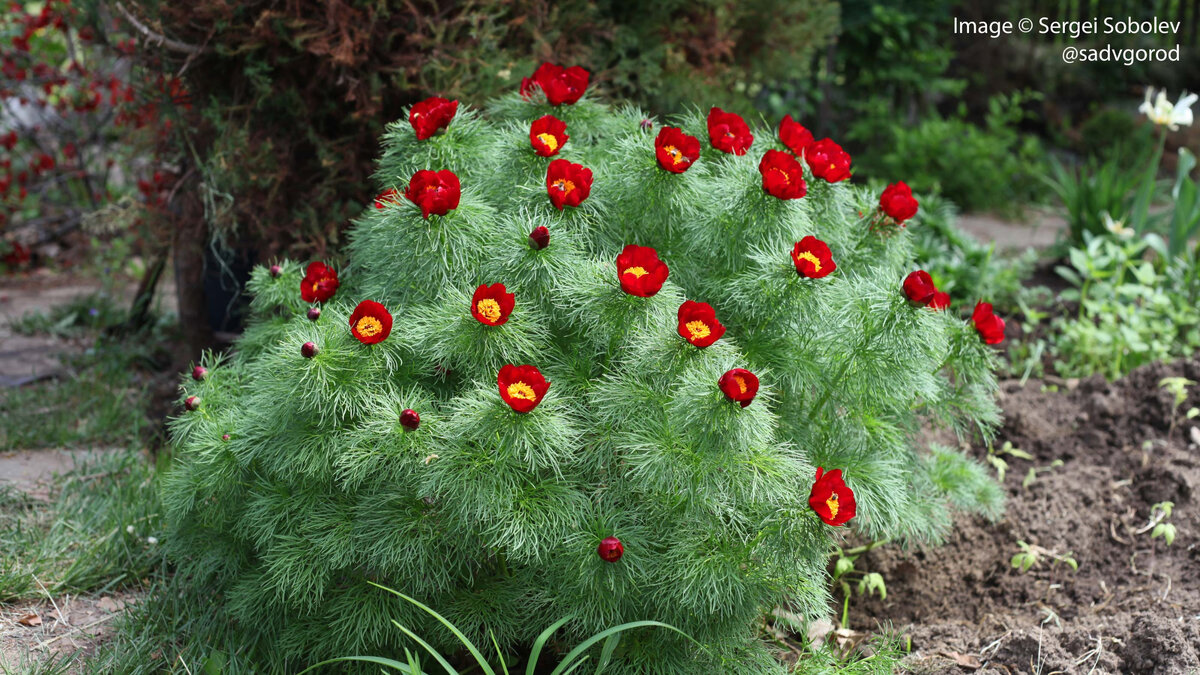 Природная форма Пиона тонколистного в мамином саду.